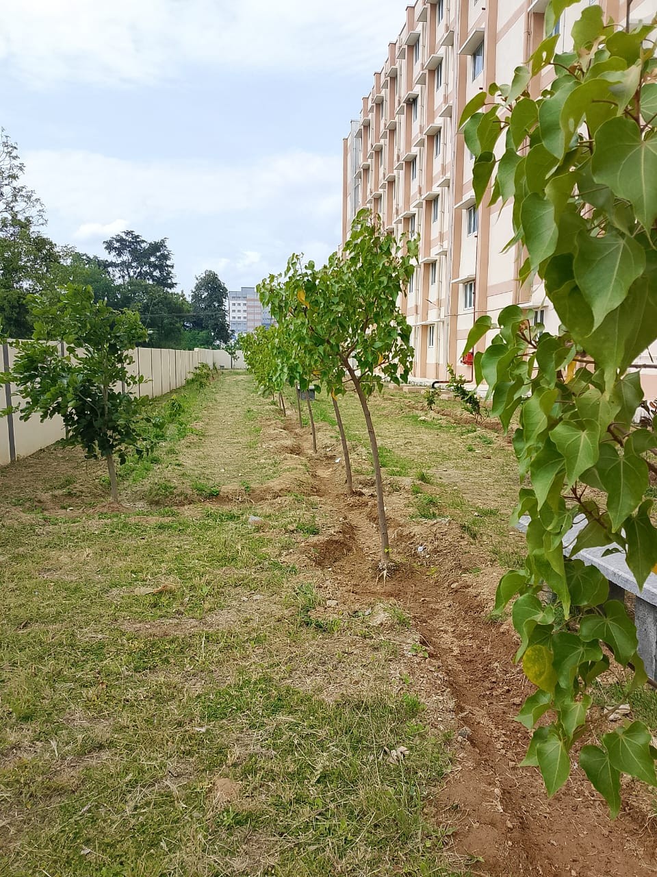 Garden 4